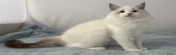 Ragdoll cats for sale: Playful Pedigree Ragdoll Kittens Available - Advert 28