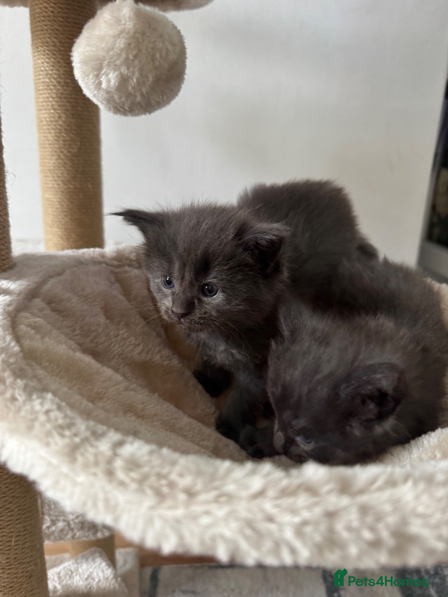Maine Coon cats Tica Registered 5 Russian Mainecoon  - Advert 2