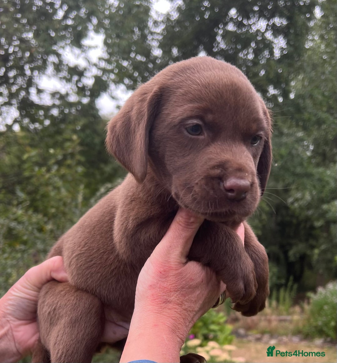 Labrador Retriever dogs for sale: STRONG CHUNKY KC CHOCOLATE PUPS HEALTH TESTED  - Image 12