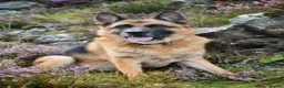 German Shepherd dogs for sale: KC German Shephard - Django  - Advert 2