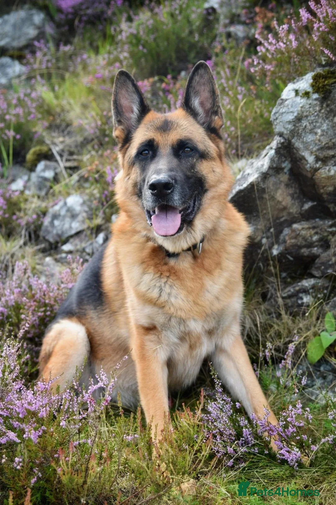 German Shepherd dogs for sale: KC German Shephard - Django  - Advert 2