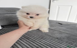 Pomeranian dogs for sale: Super quite Kc Pomeranians puppies(1 boy available - Image 4