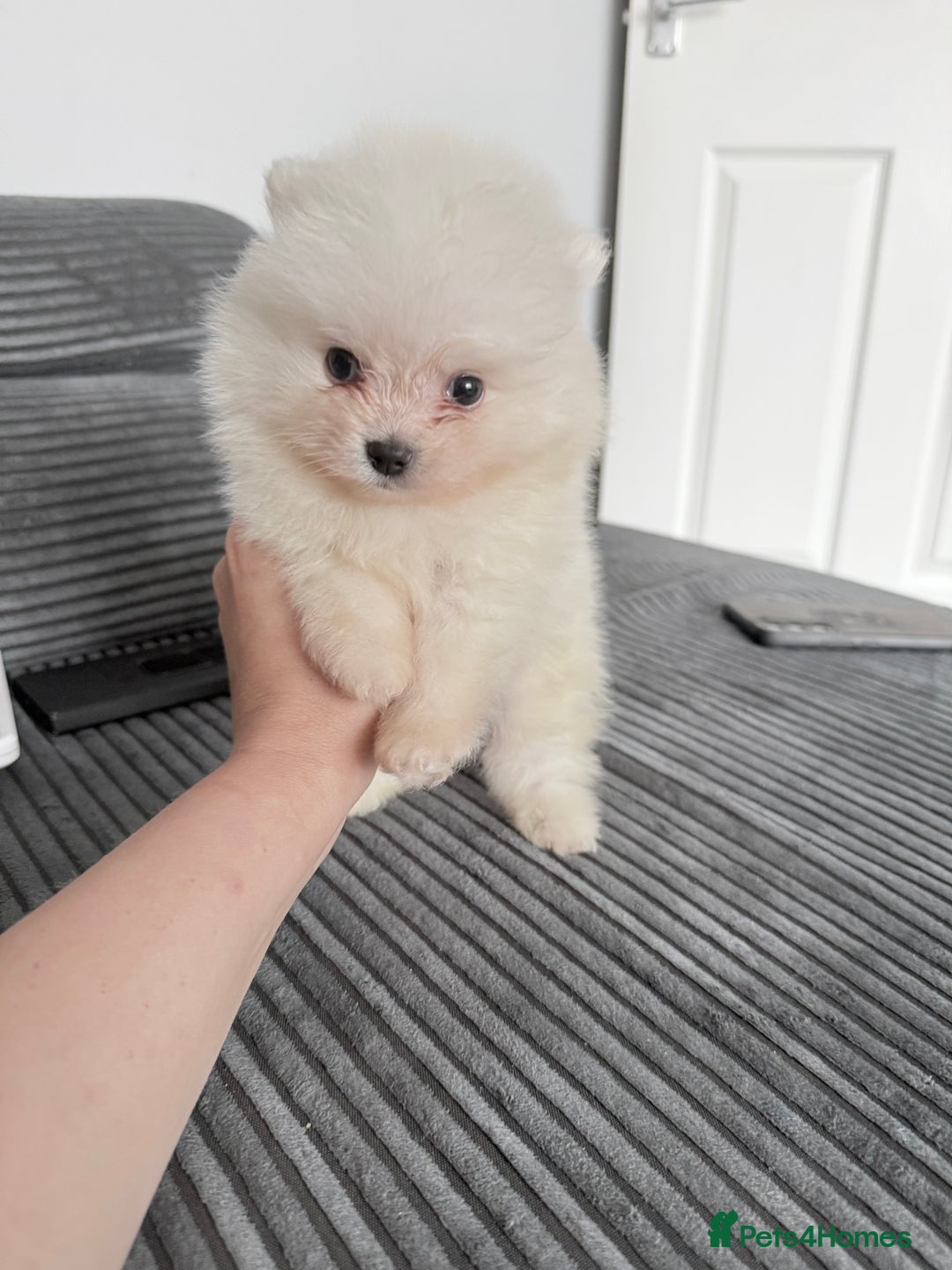 Pomeranian dogs for sale: Super quite Kc Pomeranians puppies(1 boy available - Image 4