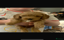 Cockapoo dogs for sale: Cockapoo puppies for sale  - Image 3