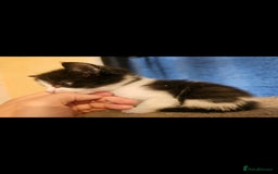 Mixed Breed cats for sale: Lovely kittens - Image 6