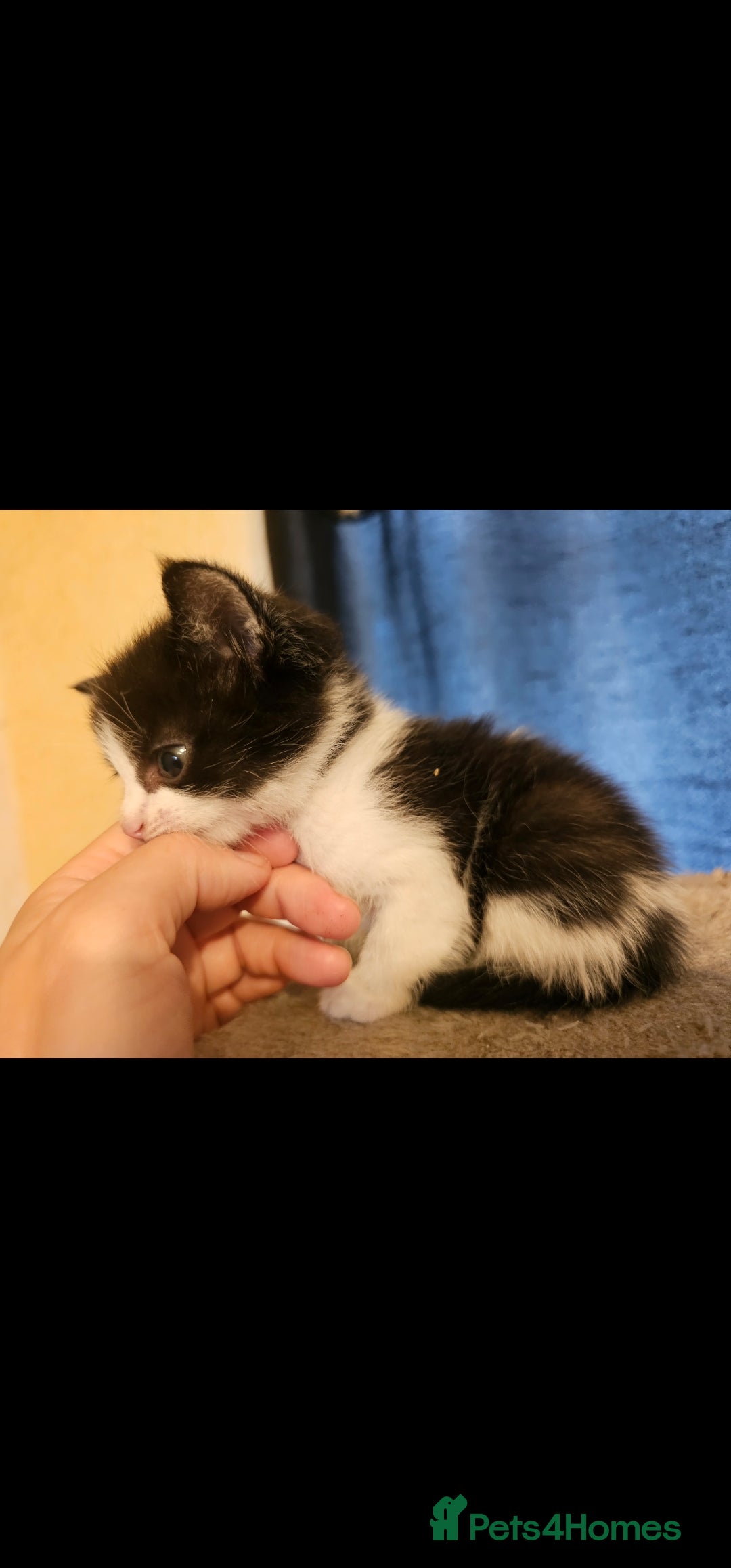 Mixed Breed cats for sale: Lovely kittens - Image 6
