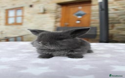 Mini Lop rabbits for sale: Beautiful Litter of Mini Lops - 4 boys & 1 girl - Image 2