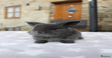 Mini Lop rabbits - Advert 4