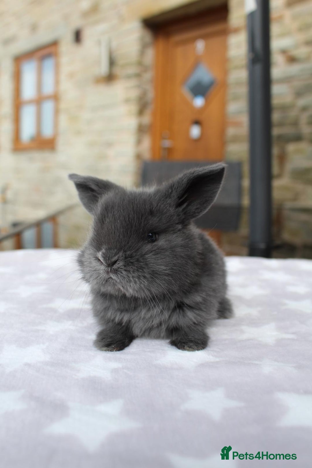 Mini Lop rabbits for sale: Beautiful Litter of Mini Lops - 4 boys & 1 girl - Image 2