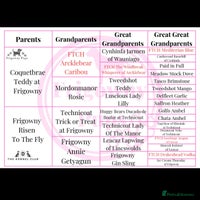 Labrador Retriever dogs - Advert 1