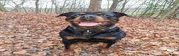 Rottweiler dogs for sale: Kc rottweiler male pup - Advert 2