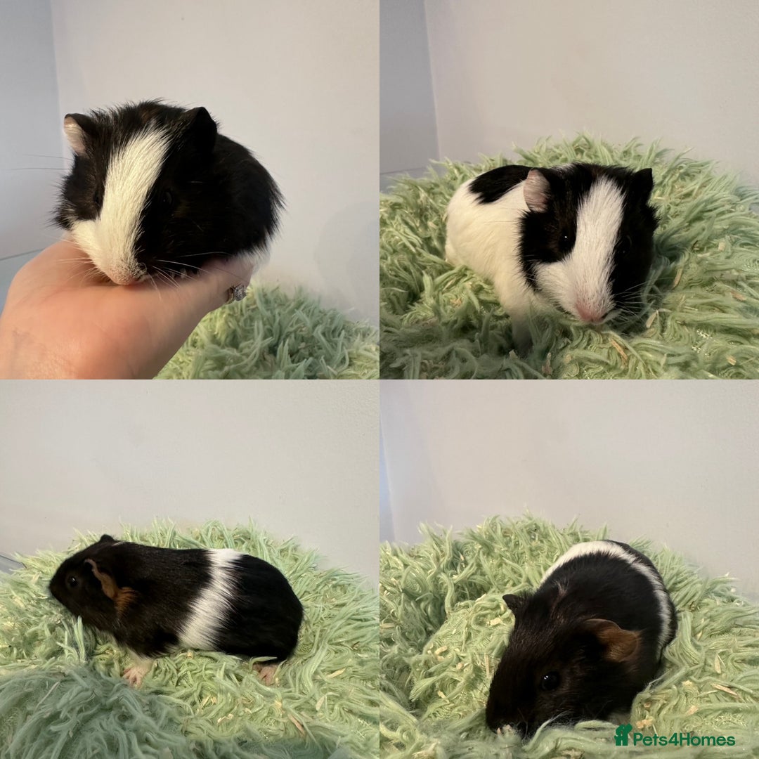 Guinea Pig rodents for sale: Two brother guinea pigs  - Advert 1