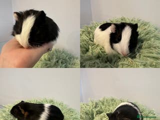 Guinea Pig rodents Two brother guinea pigs - Advert 1