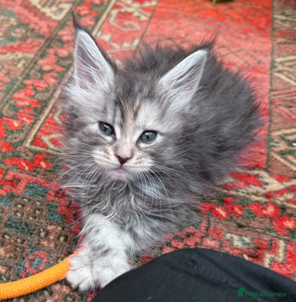 Maine Coon cats Main Coon Kittens - Advert 2