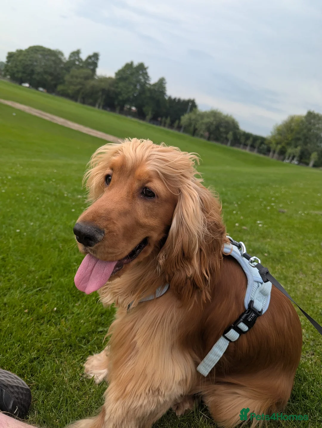 Cocker Spaniel dogs for sale: Elvis - Advert 1