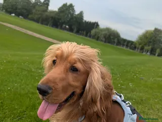 Cocker Spaniel dogs Elvis - Advert 10