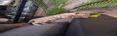 Bengal 2