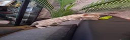 Bengal cats for sale: Tica reg. Bengal Kittens  - Advert 6