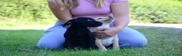 Labrador Retriever dogs for sale: 4 KC Registered Labrador Dog pups - Advert 4