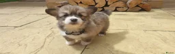 Welsh Corgi Pembroke dogs for sale: 8 Beautiful Kc Welsh Corgi puppies ready soon... - Advert 10