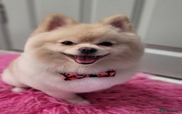 Pomeranian dogs for stud: Pomeranian stud available  - Advert 10