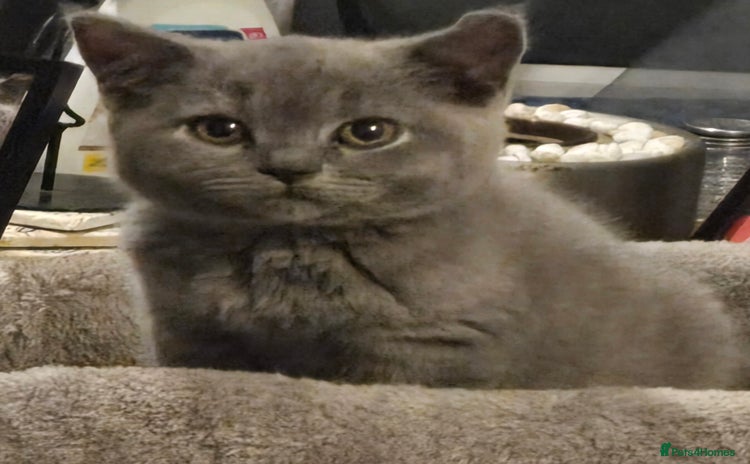 British Shorthair cats - Advert 16