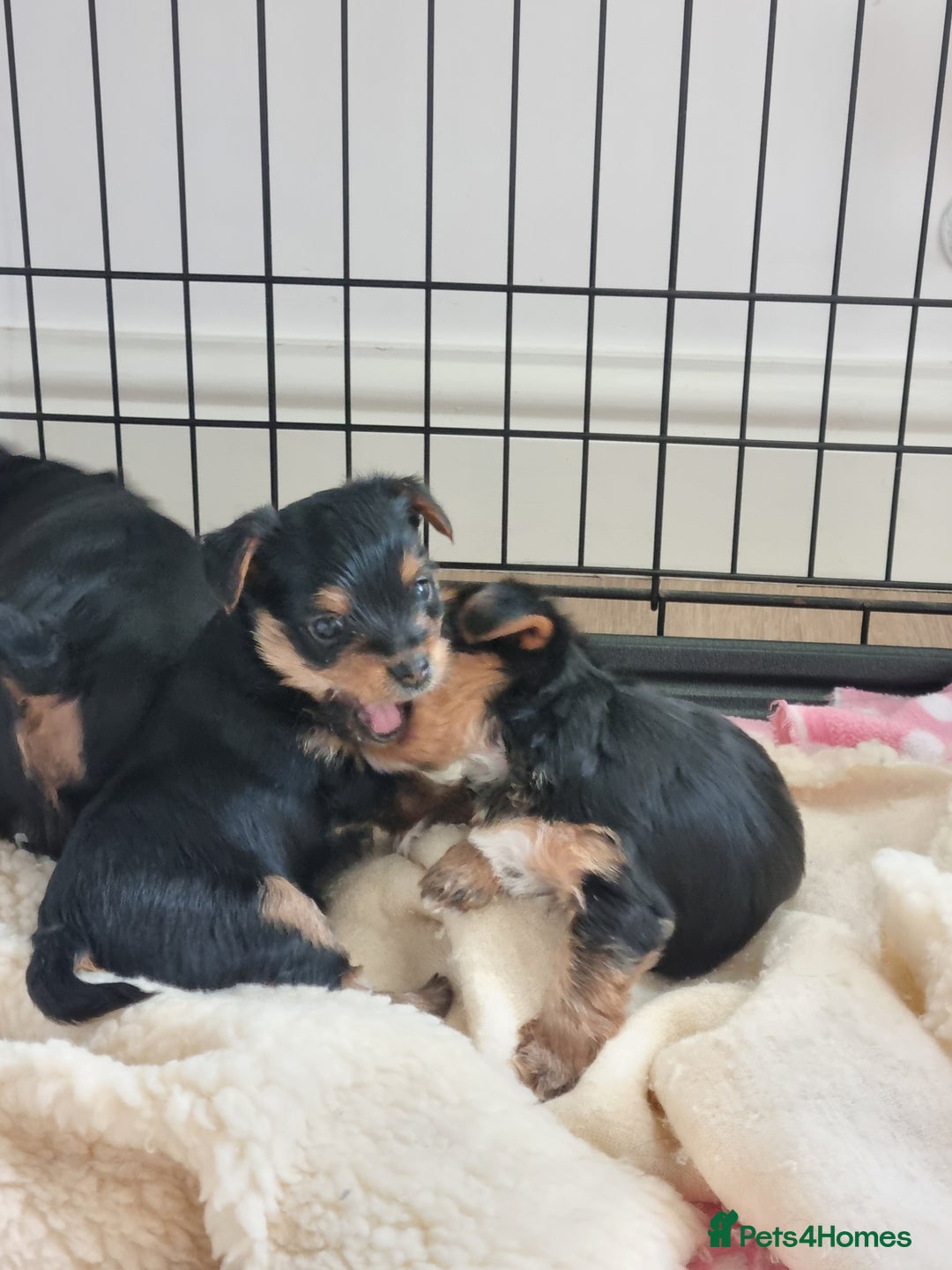 Yorkshire Terrier dogs for sale: 3 yorkshire terrier puppies - Image 2