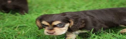Cocker Spaniel dogs for sale: KC Reg Working Cocker Spaniels  - Advert 2