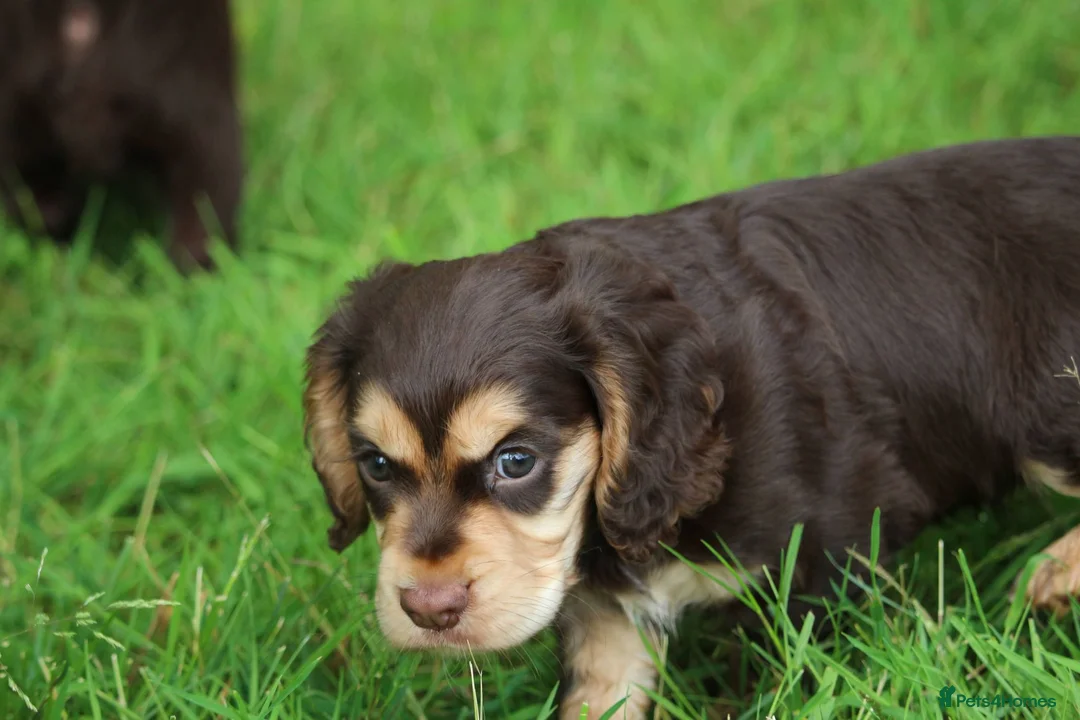 Cocker Spaniel dogs for sale: KC Reg Working Cocker Spaniels  - Advert 2