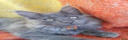 Maine Coon cats for sale: TICA REGISTERED GORGEOUS MAINE COONKITTENS - Advert 26