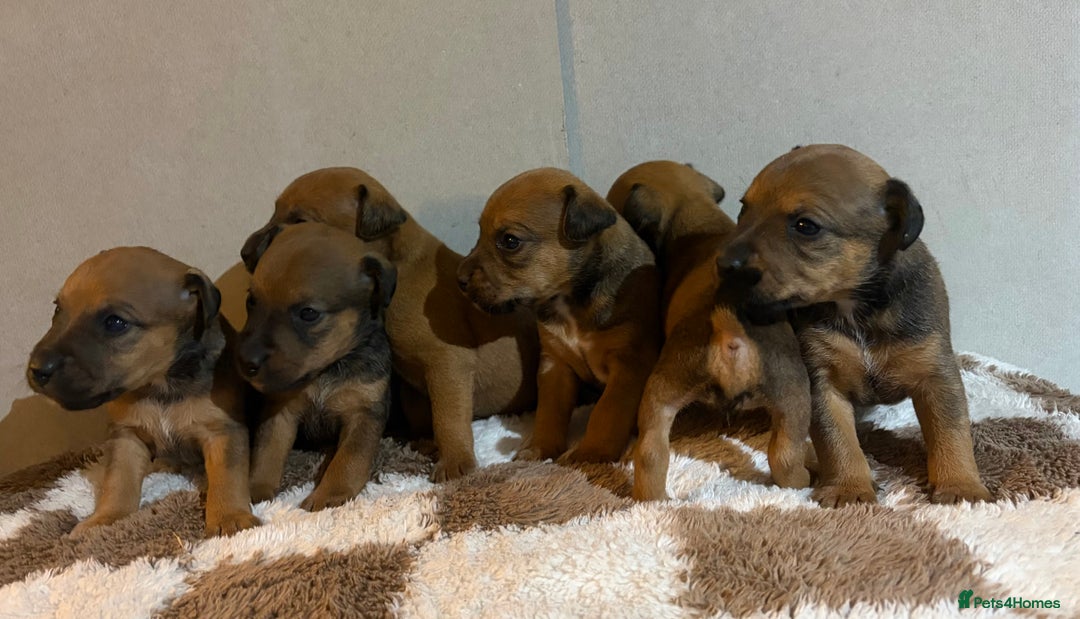 Mixed Breed dogs for sale: 6 Lakeland x Russell puppies  - Advert 3