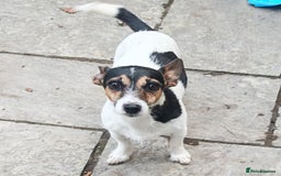 Mixed Breed dogs for sale: Black and Tan Puppies - Image 7