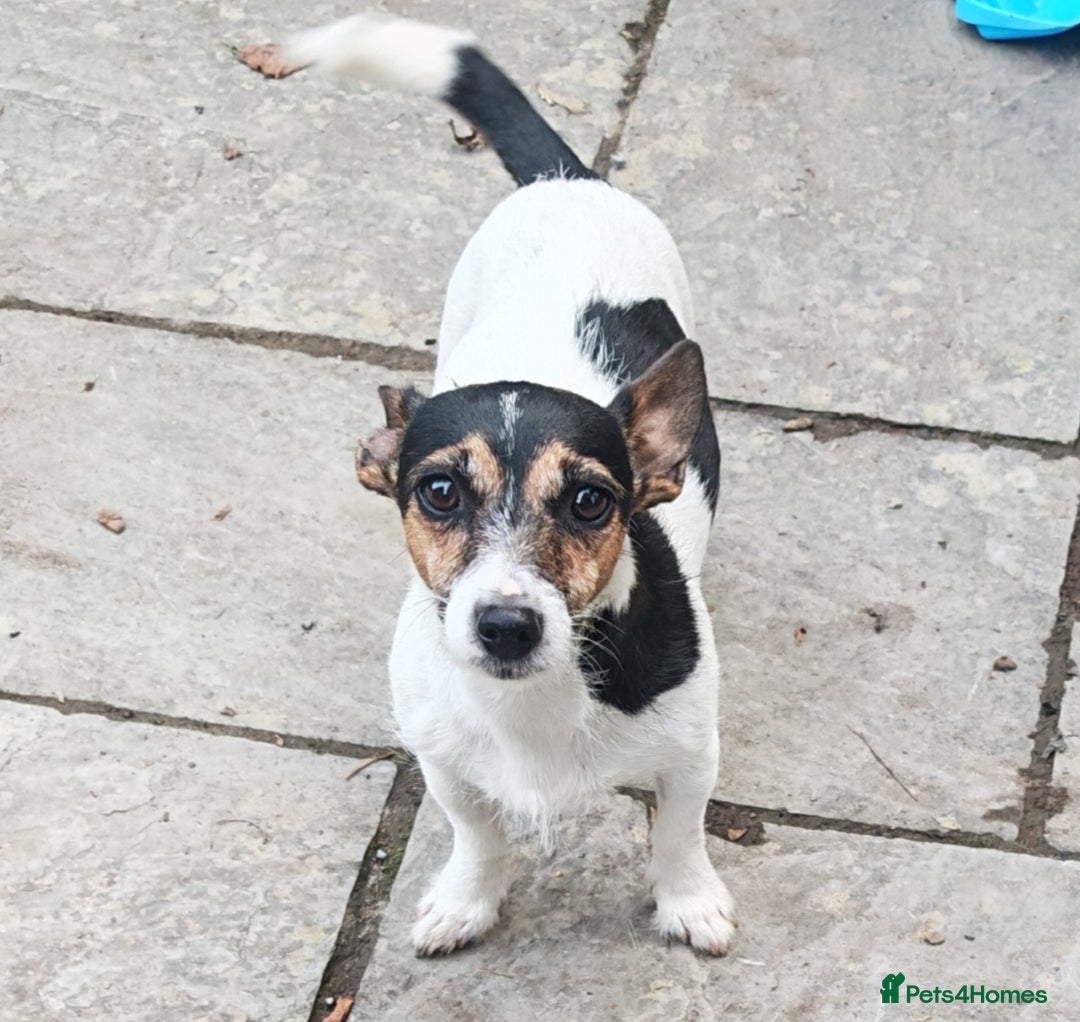 Mixed Breed dogs for sale: Black and Tan Puppies - Image 7