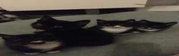 American Shorthair cats for sale: Phoebe's Final Litter Raised with Prayer & Purpose - Advert 2