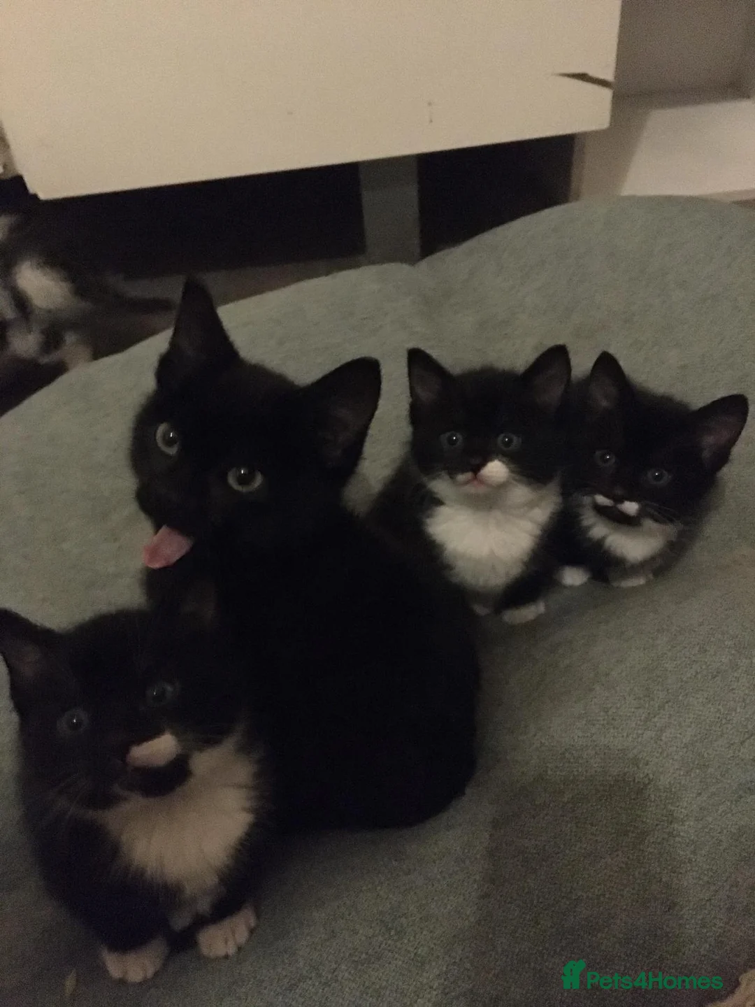 American Shorthair cats for sale: Phoebe's Final Litter Raised with Prayer & Purpose - Advert 2