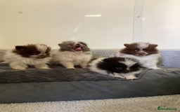 Pomeranian dogs for sale: Pomeranian  - Image 1