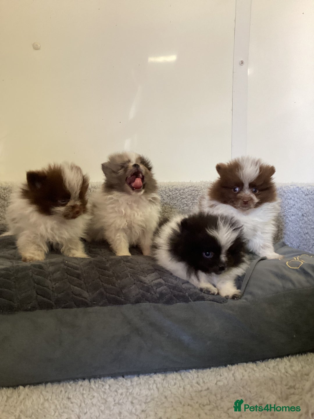Pomeranian dogs for sale: Pomeranian  - Image 1