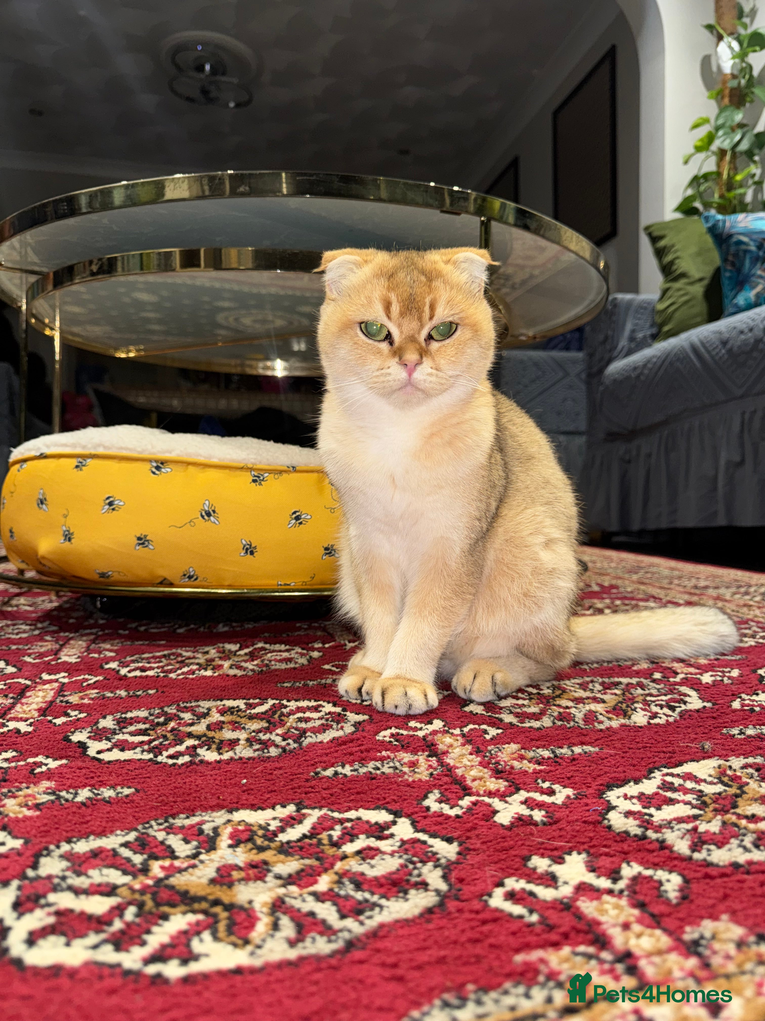 Scottish Fold cats Meet Bambi - The Queen of Cute & Calm 🌻 - Advert 1