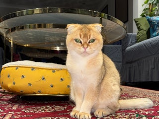 Scottish Fold cats Meet Bambi - The Queen of Cute & Calm 🌻 - Advert 1