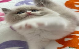 Ragdoll cats for sale: Blue eyes Blue-Bicolor kittens  - Image 18