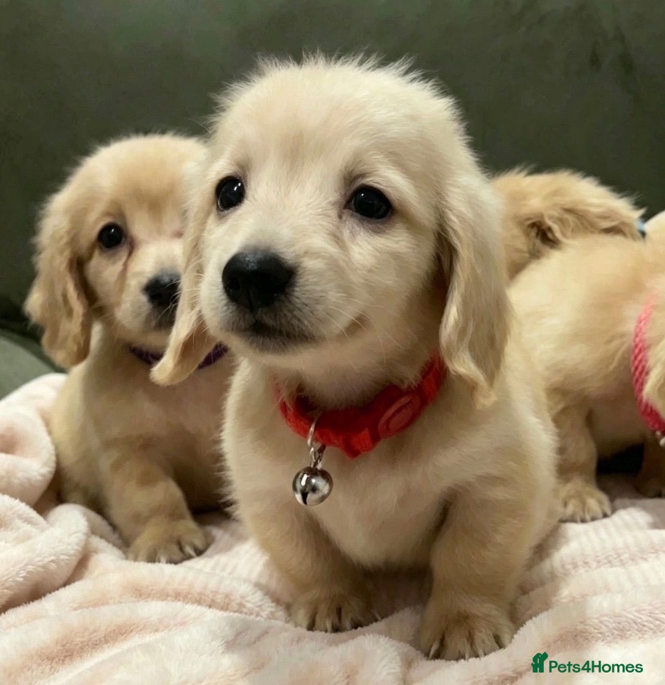 Miniature Dachshund dogs Cream KC longhaired dachshund puppies  - Advert 2