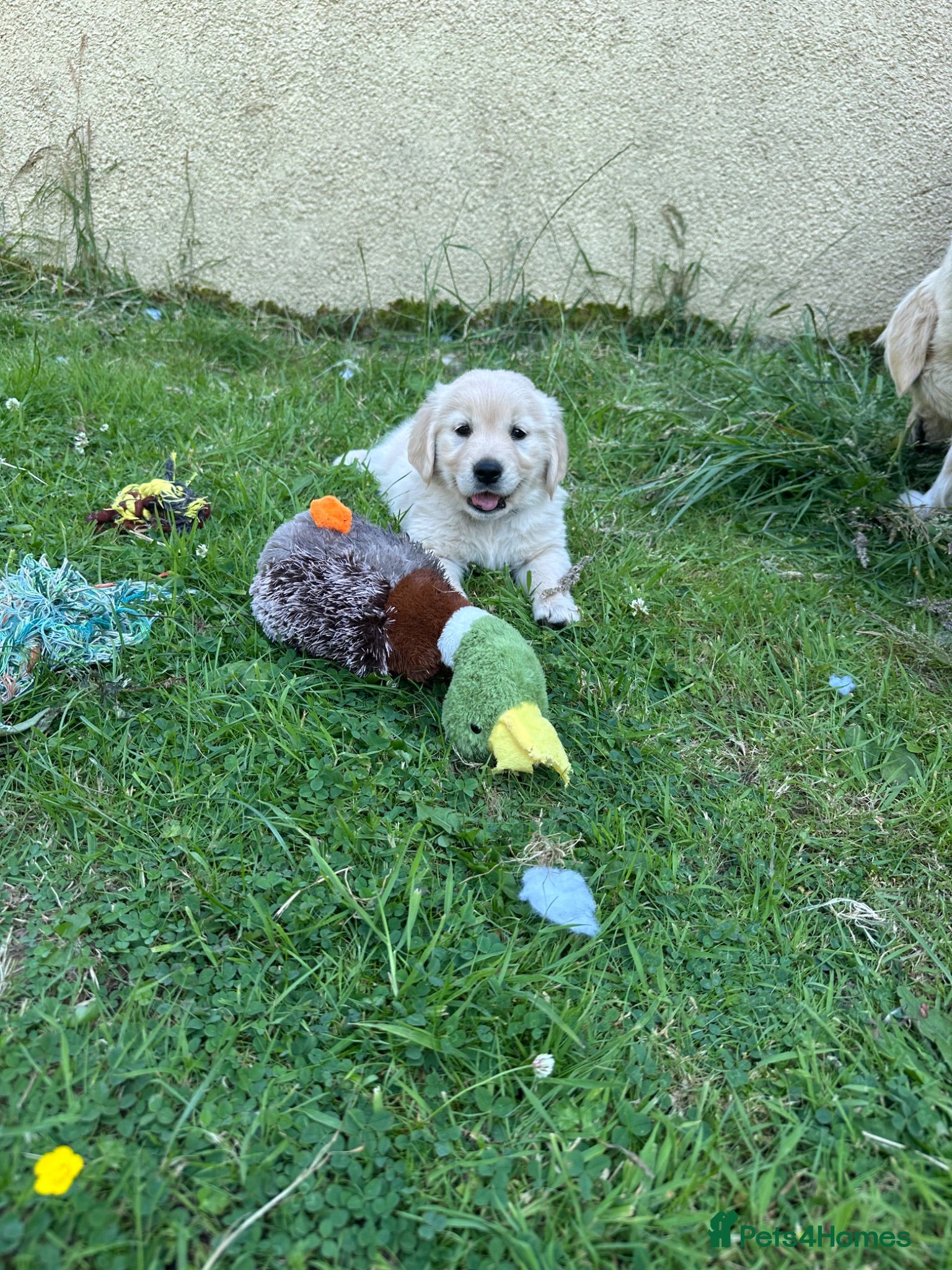 Golden Retriever dogs KC Registered Golden Retriever puppies - Advert 2