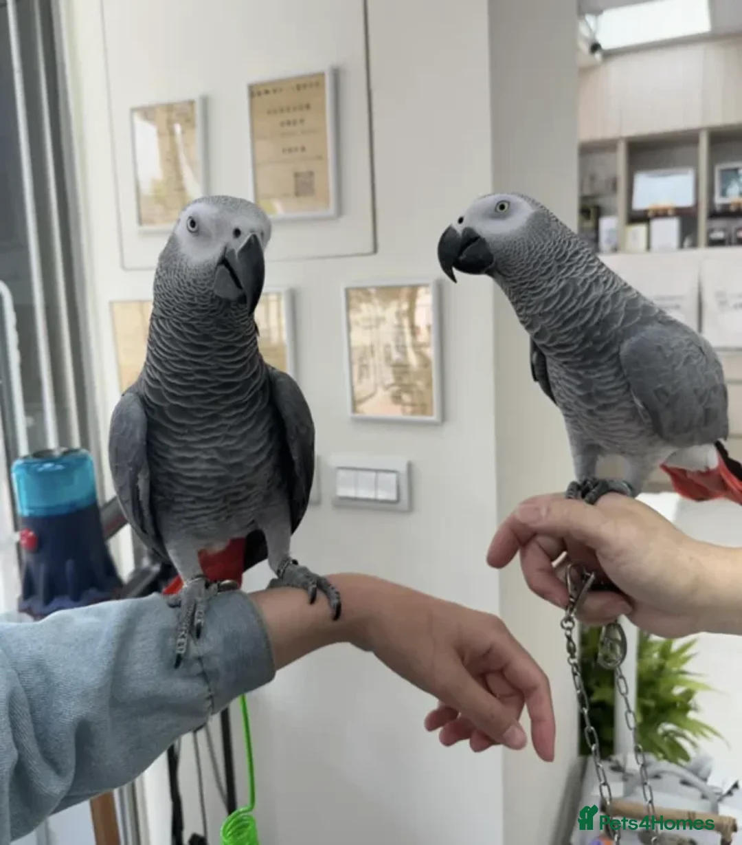 Parrots birds for sale: congo african gray parrots for sale  in Oldham - Advert 1