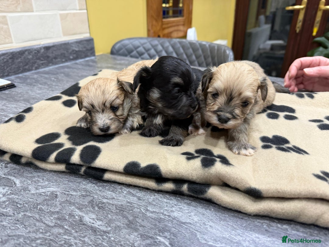 Havanese dogs for sale: Fabulous Havanese Puppies - Advert 4