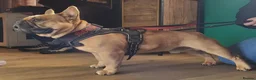 French Bulldog dogs for stud: MOOSE 🫎 KC registered + Silver FBCE  - Advert 2