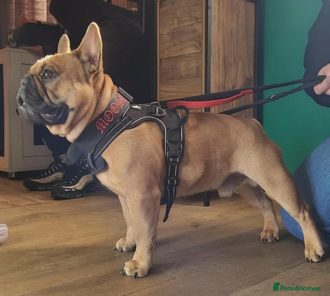 French Bulldog dogs for stud: MOOSE 🫎 KC registered + Silver FBCE  - Advert 2