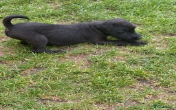 Mixed Breed dogs for sale: Working Lakeland x Patterdale  - Image 14
