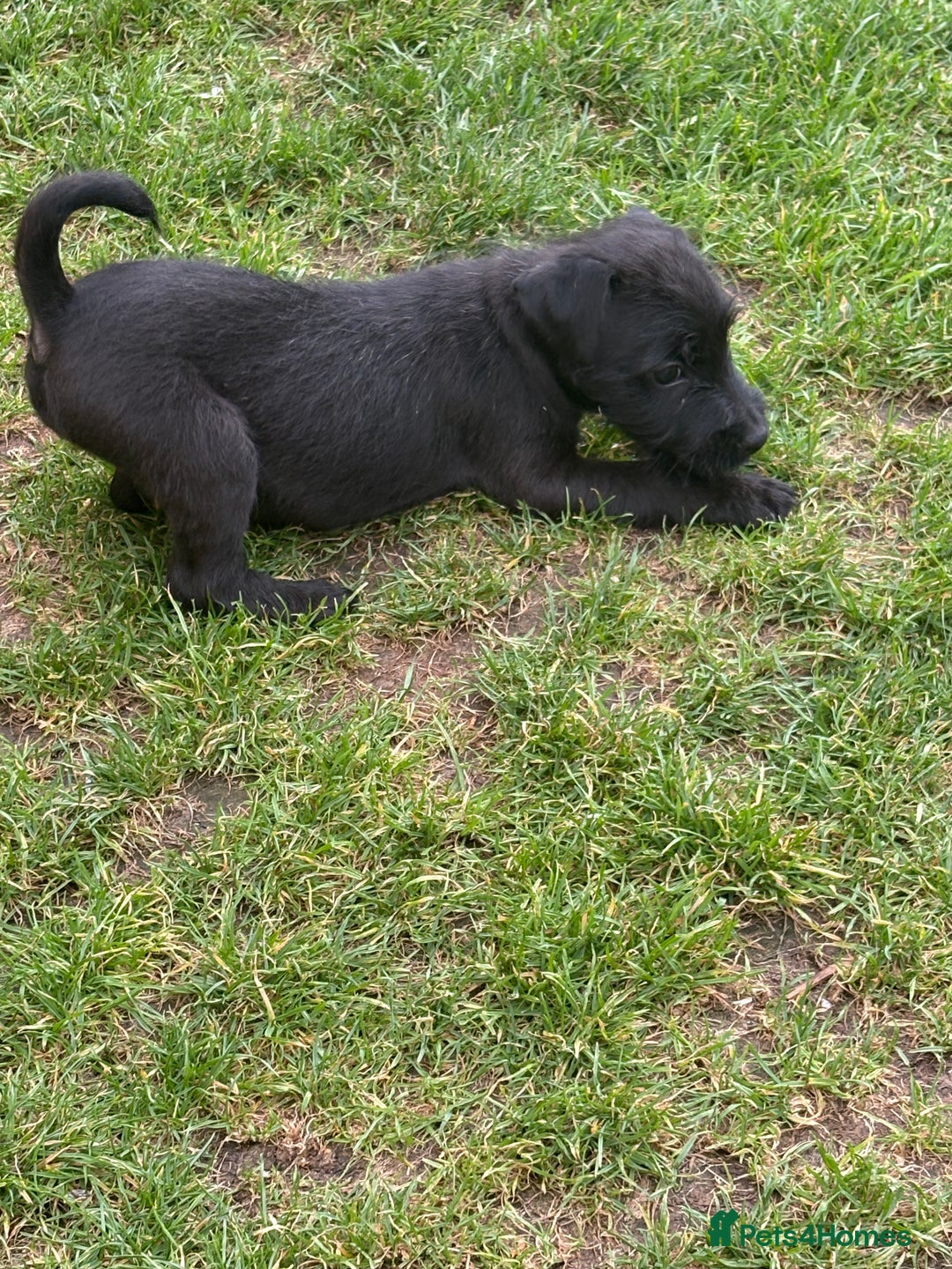 Mixed Breed dogs for sale: Working Lakeland x Patterdale  - Image 14