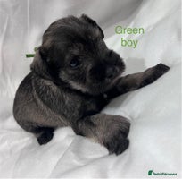 Miniature Schnauzer dogs 5th generation pedigree miniature schnauzer - Advert 1