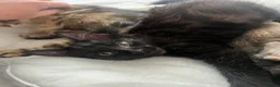 Domestic Shorthair cats for sale: Male kittens to go together 🐈‍⬛ 🐈‍⬛  - Advert 7